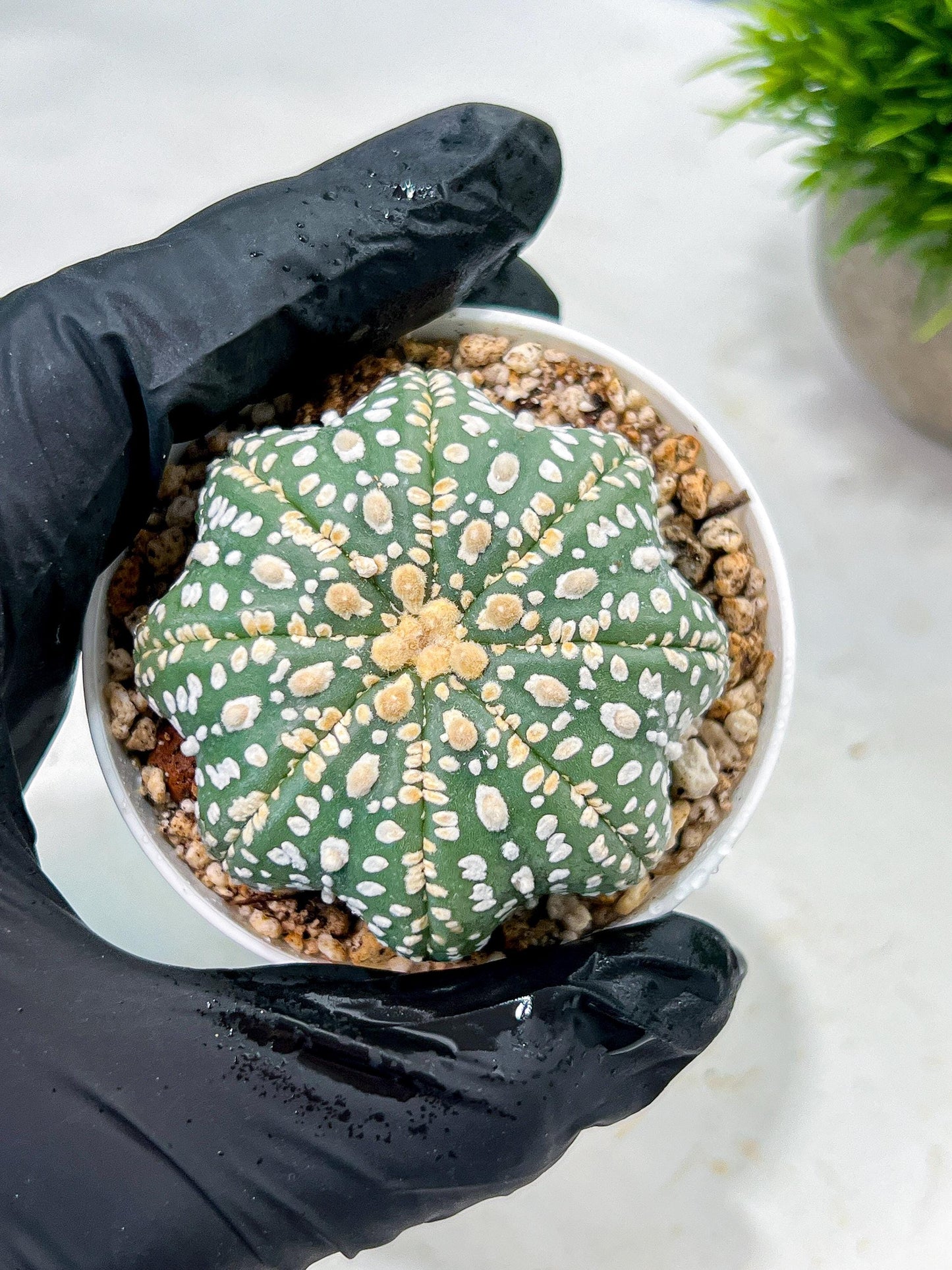 Custom Order- We’ll send you the exact live plant pictured (T10) (p1) | Imported From Japan | 3" Pot