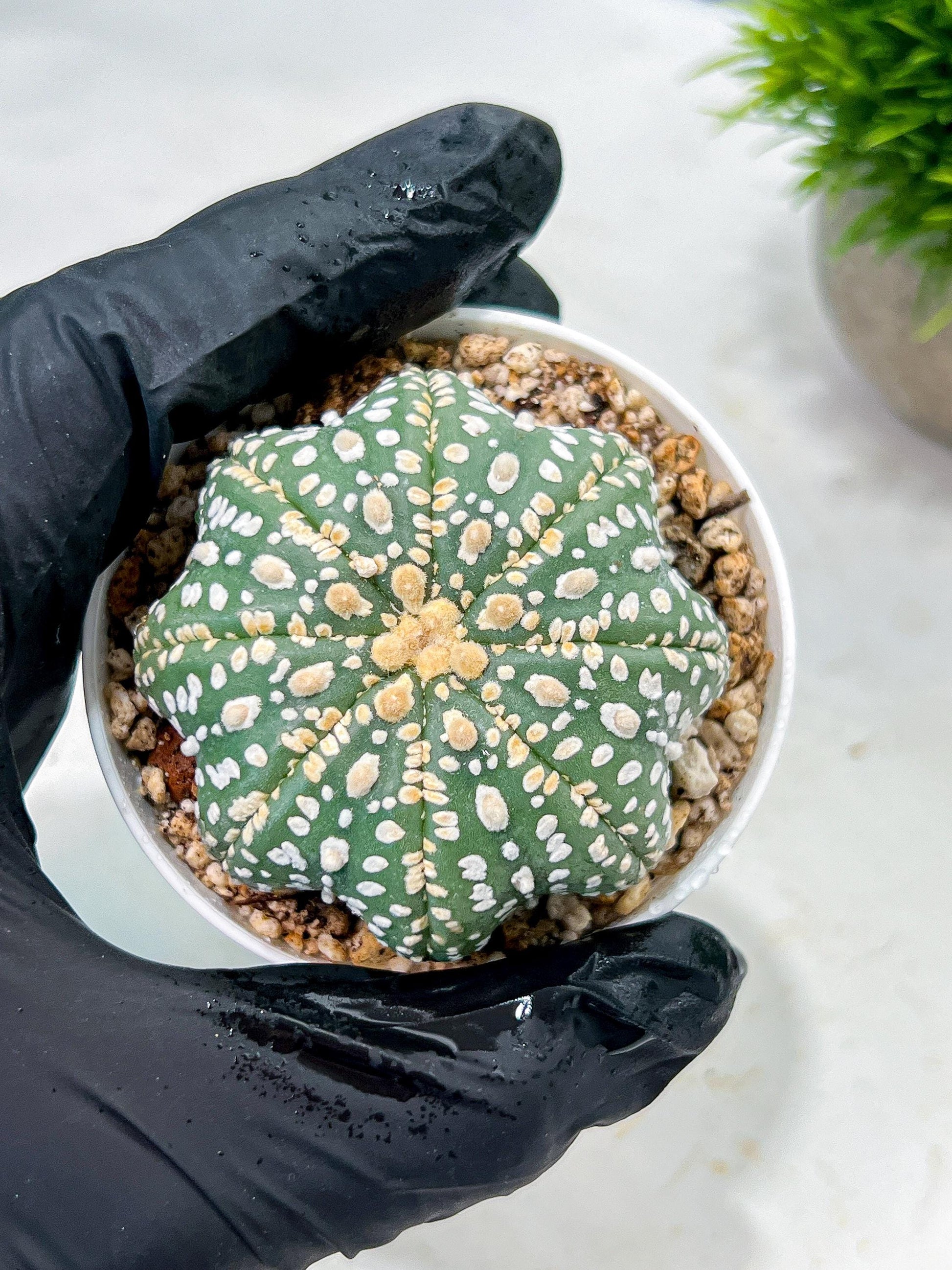 Custom Order- We’ll send you the exact live plant pictured (T10) (p1) | Imported From Japan | 3" Pot