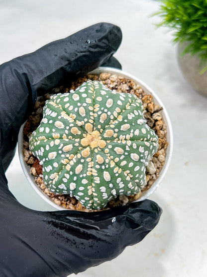Custom Order- We’ll send you the exact live plant pictured (T10) (p1) | Imported From Japan | 3" Pot