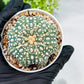 Custom Order- We’ll send you the exact live plant pictured (T10) (p1) | Imported From Japan | 3" Pot