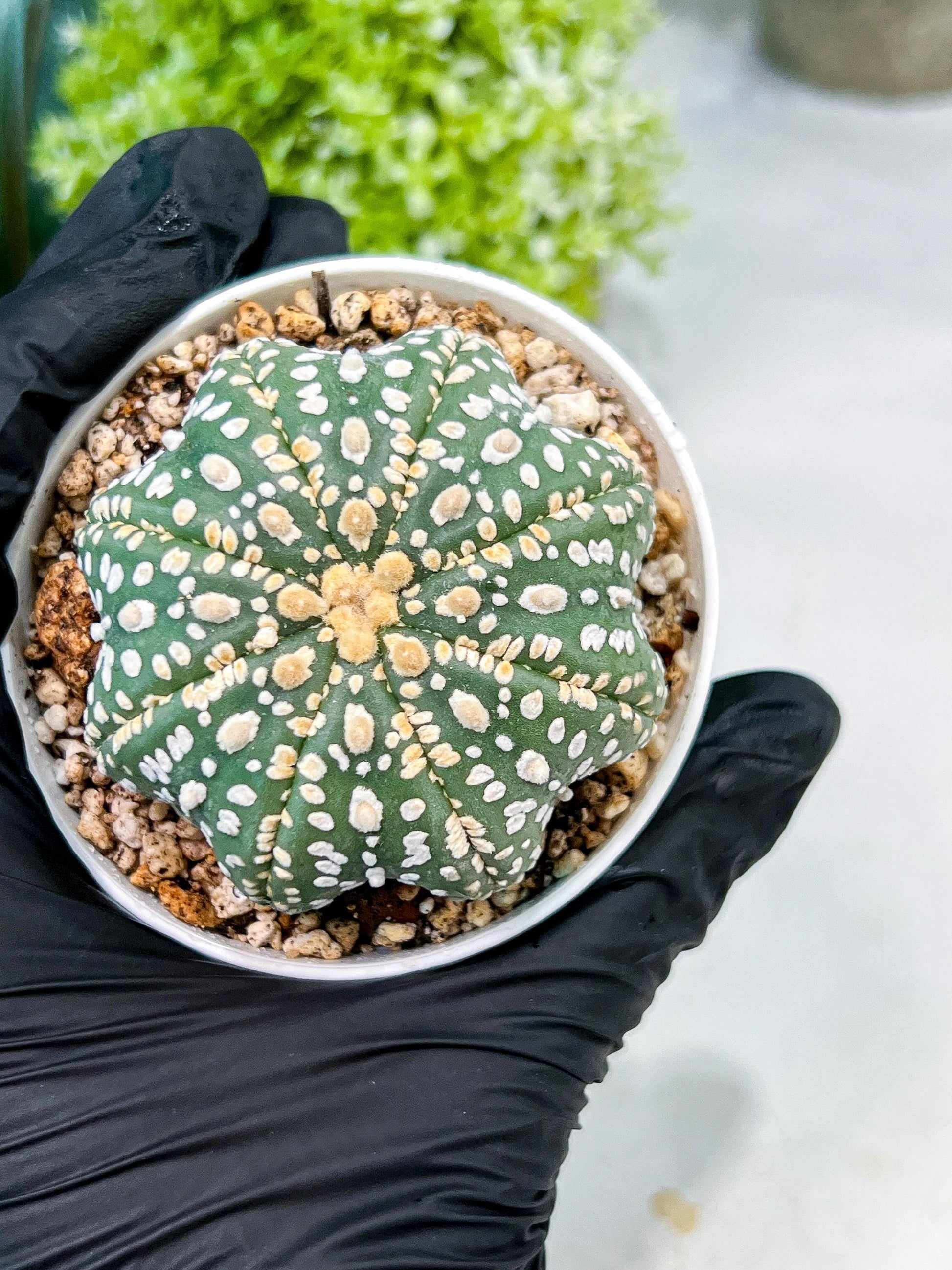 Custom Order- We’ll send you the exact live plant pictured (T10) (p1) | Imported From Japan | 3" Pot