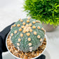 Custom Order- We’ll send you the exact live plant pictured (T10) (p2) | Las Vegas Plant Shop | 3" Pot