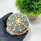Custom Order- We’ll send you the exact live plant pictured (T10) (p2) | Las Vegas Plant Shop | 3" Pot