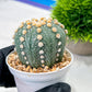 Custom Order- We’ll send you the exact live plant pictured (T10) (p2) | Las Vegas Plant Shop | 3" Pot