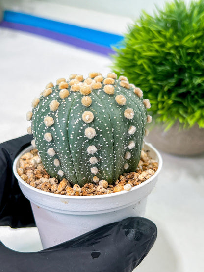 Custom Order- We’ll send you the exact live plant pictured (T10) (p2) | Las Vegas Plant Shop | 3" Pot