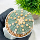 Custom Order- We’ll send you the exact live plant pictured (T10) (p2) | Las Vegas Plant Shop | 3" Pot
