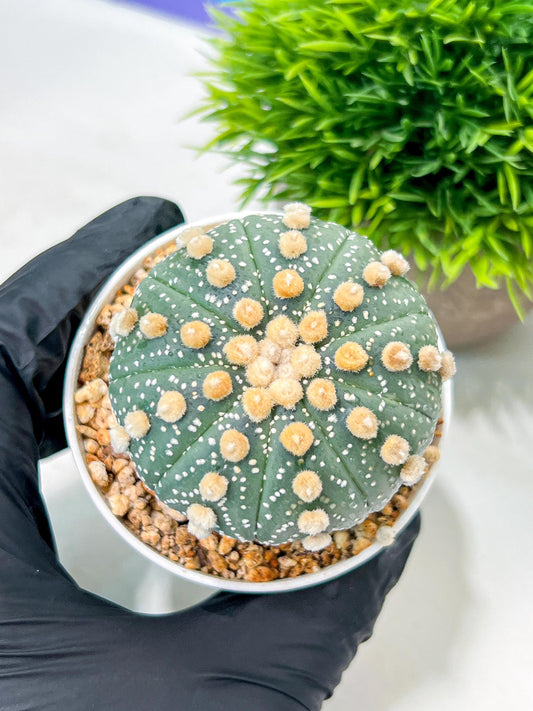 Custom Order- We’ll send you the exact live plant pictured (T10) (p2) | Las Vegas Plant Shop | 3" Pot