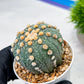 Custom Order- We’ll send you the exact live plant pictured (T10) (p2) | Las Vegas Plant Shop | 3" Pot