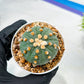 Custom Order- We’ll send you the exact live plant pictured (T10) (p3) | SHIP from USA | 3" Pot