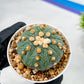 Custom Order- We’ll send you the exact live plant pictured (T10) (p3) | SHIP from USA | 3" Pot