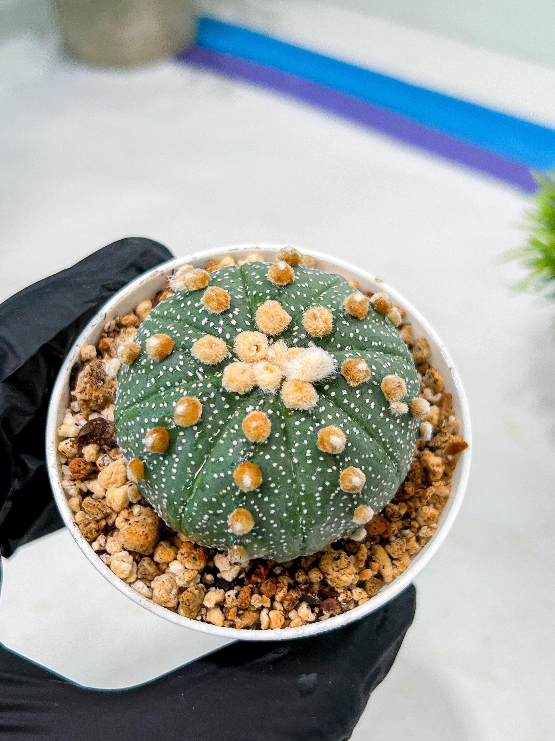 Custom Order- We’ll send you the exact live plant pictured (T10) (p3) | SHIP from USA | 3" Pot