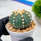 Custom Order- We’ll send you the exact live plant pictured (T10) (p4) | Las Vegas PLANT SELLER| 3" Pot
