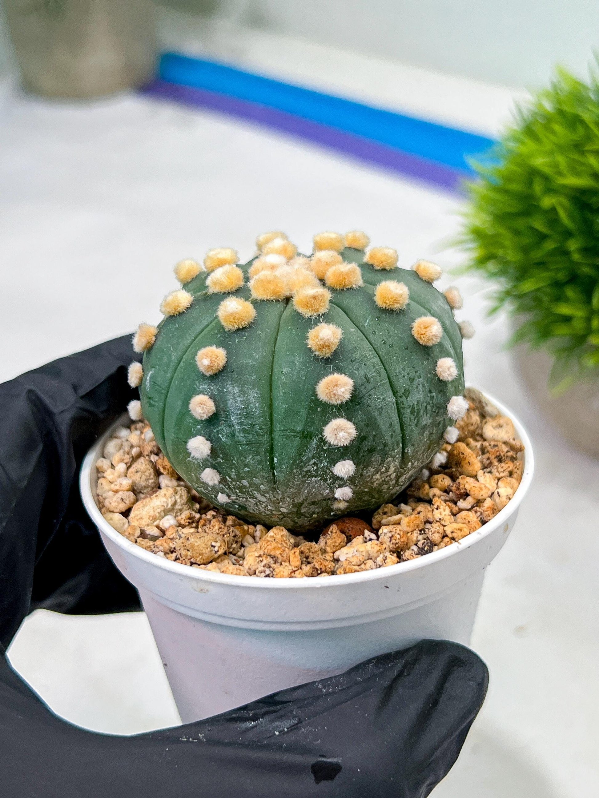 Custom Order- We’ll send you the exact live plant pictured (T10) (p4) | Las Vegas PLANT SELLER| 3" Pot