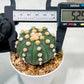 Custom Order- We’ll send you the exact live plant pictured (T10) (p4) | Las Vegas PLANT SELLER| 3" Pot