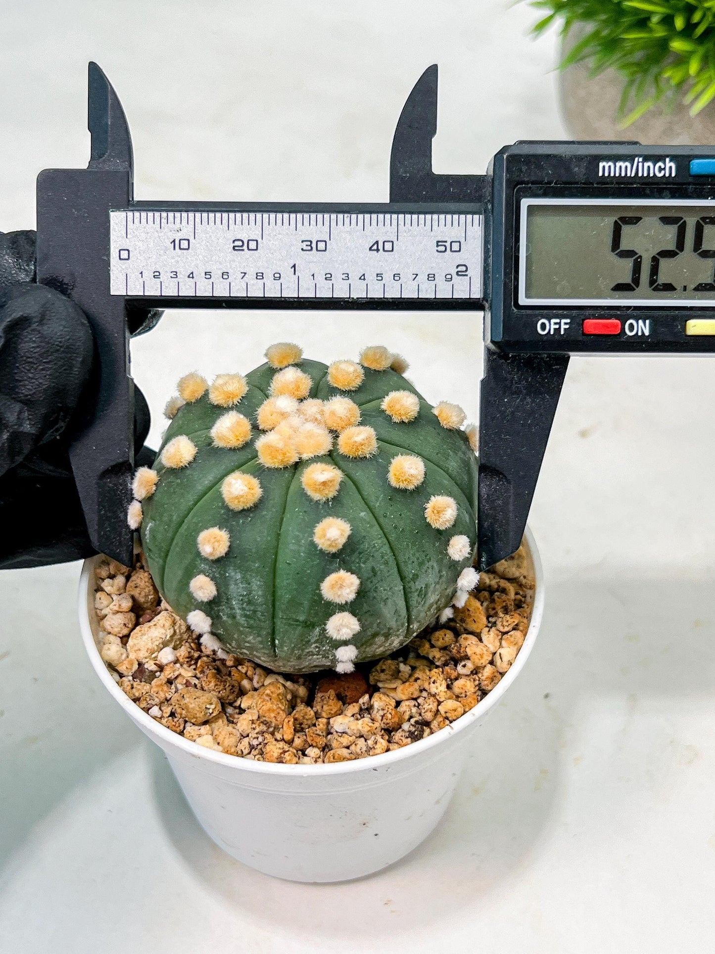 Custom Order- We’ll send you the exact live plant pictured (T10) (p4) | Las Vegas PLANT SELLER| 3" Pot