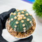 Custom Order- We’ll send you the exact live plant pictured (T10) (p4) | Las Vegas PLANT SELLER| 3" Pot