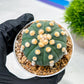 Custom Order- We’ll send you the exact live plant pictured (T10) (p4) | Las Vegas PLANT SELLER| 3" Pot