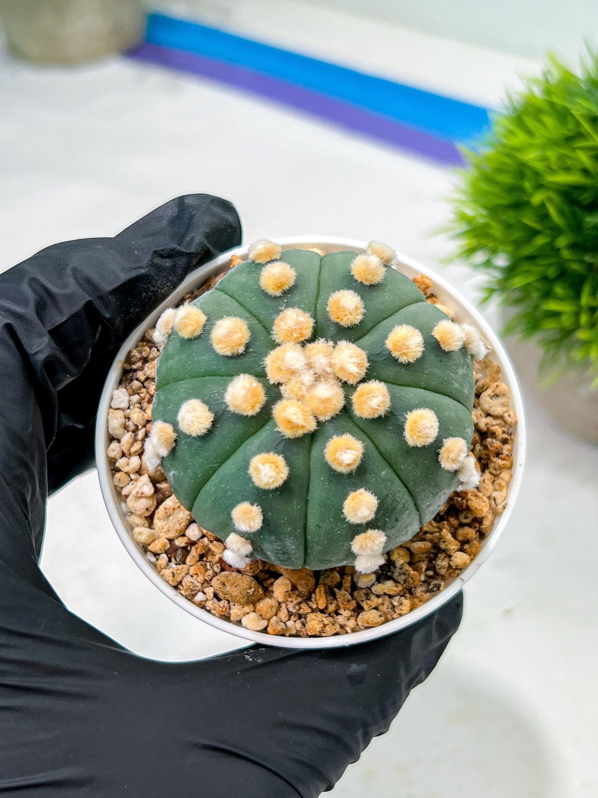 Custom Order- We’ll send you the exact live plant pictured (T10) (p4) | Las Vegas PLANT SELLER| 3" Pot