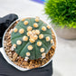 Custom Order- We’ll send you the exact live plant pictured (T10) (p4) | Las Vegas PLANT SELLER| 3" Pot