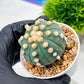 Custom Order- We’ll send you the exact live plant pictured (T10) (p4) | Las Vegas PLANT SELLER| 3" Pot