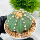 Custom Order- We’ll send you the exact live plant pictured (T10) (p5) | Las Vegas Plant Shp | 3" Pot