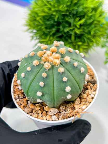Custom Order- We’ll send you the exact live plant pictured (T10) (p5) | Las Vegas Plant Shp | 3" Pot