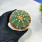 Custom Order- We’ll send you the exact live plant pictured (T10) (p5) | Las Vegas Plant Shp | 3" Pot