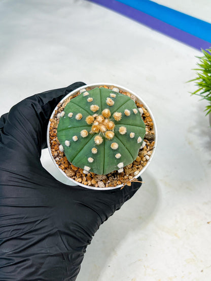 Custom Order- We’ll send you the exact live plant pictured (T10) (p5) | Las Vegas Plant Shp | 3" Pot