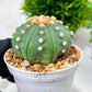 Custom Order- We’ll send you the exact live plant pictured (T10) (p5) | Las Vegas Plant Shp | 3" Pot