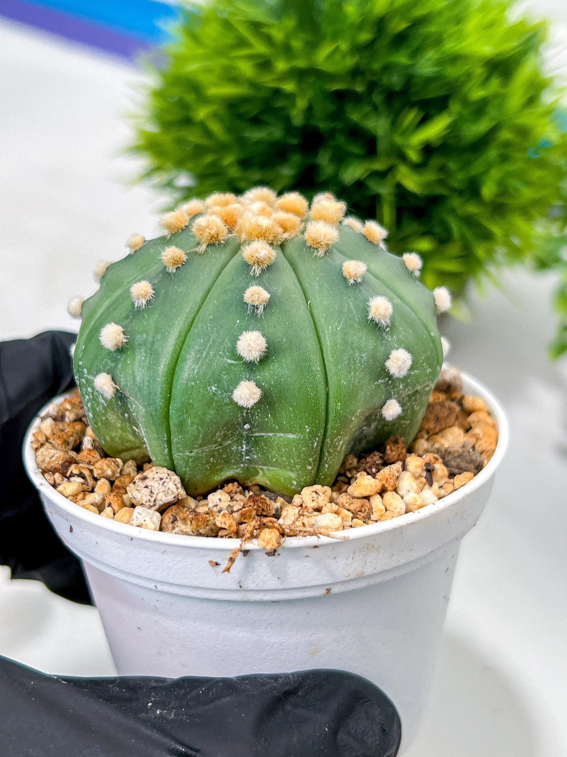 Custom Order- We’ll send you the exact live plant pictured (T10) (p5) | Las Vegas Plant Shp | 3" Pot