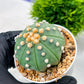 Custom Order- We’ll send you the exact live plant pictured (T10) (p5) | Las Vegas Plant Shp | 3" Pot