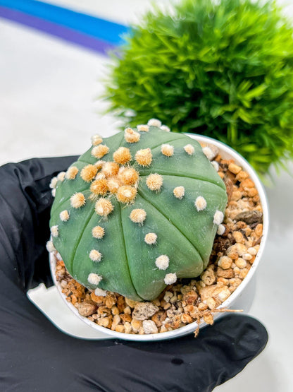 Custom Order- We’ll send you the exact live plant pictured (T10) (p5) | Las Vegas Plant Shp | 3" Pot