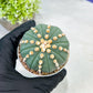 Custom Order- We’ll send you the exact live plant pictured (T10) (p6) | American Plant Seller | 3" Pot