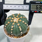 Custom Order- We’ll send you the exact live plant pictured (T10) (p6) | American Plant Seller | 3" Pot
