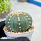Custom Order- We’ll send you the exact live plant pictured (T10) (p6) | American Plant Seller | 3" Pot