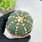 Custom Order- We’ll send you the exact live plant pictured (T10) (p6) | American Plant Seller | 3" Pot