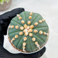 Custom Order- We’ll send you the exact live plant pictured (T10) (p6) | American Plant Seller | 3" Pot