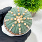 Custom Order- We’ll send you the exact live plant pictured (T10) (p6) | American Plant Seller | 3" Pot