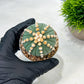 Custom Order- We’ll send you the exact live plant pictured (T10) (p7) | American Plant Seller | 3" Pot