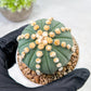 Custom Order- We’ll send you the exact live plant pictured (T10) (p7) | American Plant Seller | 3" Pot