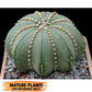 Custom Order- We’ll send you the exact live plant pictured (T10) (p1) | Imported From Japan | 3" Pot