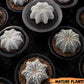 Custom Order- We’ll send you the exact live plant pictured (T10) (p1) | Imported From Japan | 3" Pot
