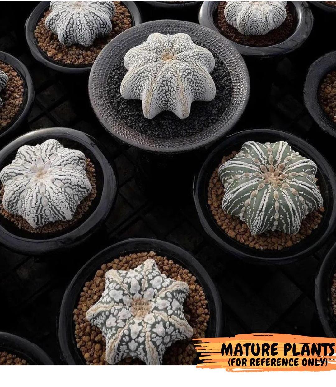 Custom Order- We’ll send you the exact live plant pictured (T10) (p1) | Imported From Japan | 3" Pot