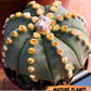 Custom Order- We’ll send you the exact live plant pictured (T10) (p4) | Las Vegas PLANT SELLER| 3" Pot