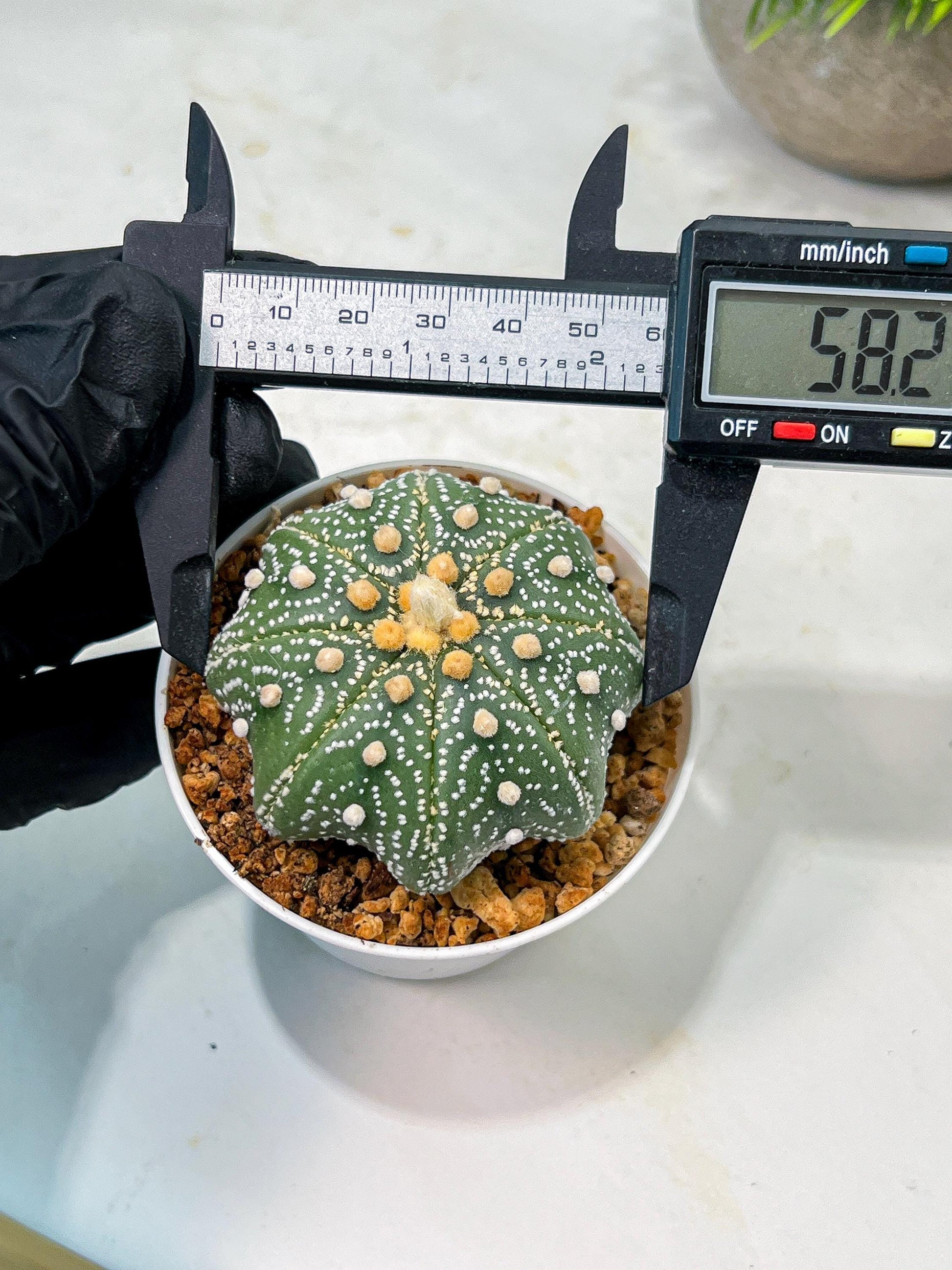 Custom Order- We’ll send you the exact live plant pictured (T10) (y1) | Imported From Japan | 3" Pot