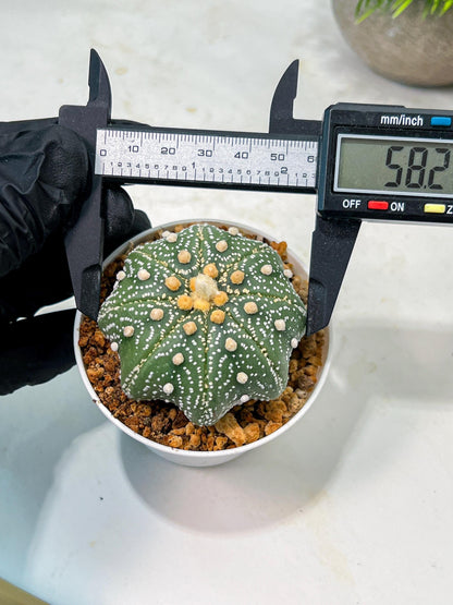 Custom Order- We’ll send you the exact live plant pictured (T10) (y1) | Imported From Japan | 3" Pot