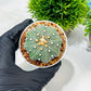 Custom Order- We’ll send you the exact live plant pictured (T10) (y1) | Imported From Japan | 3" Pot