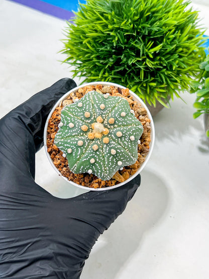 Custom Order- We’ll send you the exact live plant pictured (T10) (y1) | Imported From Japan | 3" Pot