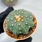 Custom Order- We’ll send you the exact live plant pictured (T10) (y1) | Imported From Japan | 3" Pot