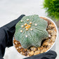 Custom Order- We’ll send you the exact live plant pictured (T10) (y2) | Las Vegas Plant Shop | 3" Pot